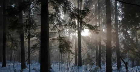 Fotobehang Winter landscape of coniferous stand © Aleksander Bolbot