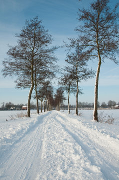 Allee im Winter