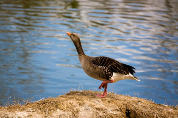 Dancing goose