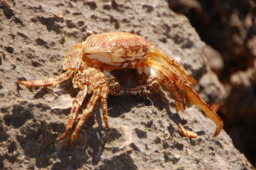 Le crabe