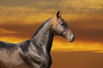 Vlies Fototapete Reiten Braunes Pferd im Sonnenuntergang