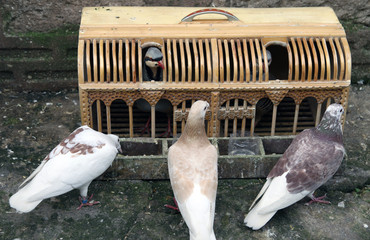 Dove and partridge