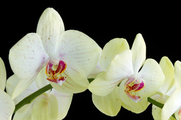 Orchid