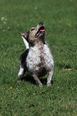 Obraz na płótnie Canvas Jack Russell Terrier