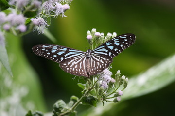 The butterfly on a flower