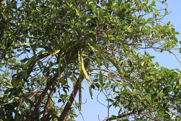 Дерево и кактус паразит