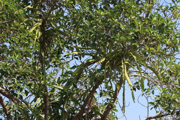 Дерево и кактус паразит