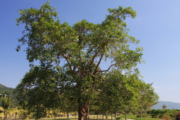 Дерево и кактус паразит