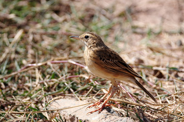 Fototapeta premium Paddyfield Pipit