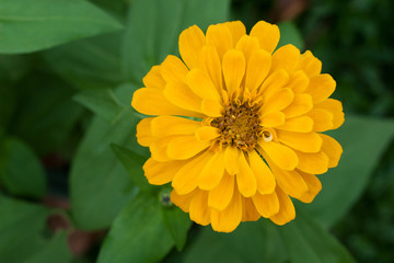 Yellow daisy flower