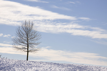 Fototapeta na wymiar Drzewo w śniegu