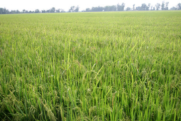 A plant rice from Thailand in asia.