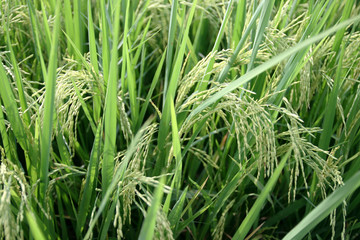 A plant rice from Thailand in asia.