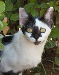 Black and white kitten