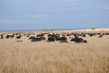 Fototapeta na wymiar Manada de buffalos