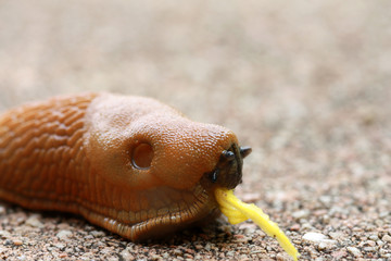 Fressende Nacktschnecke