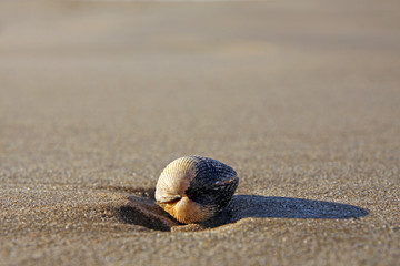 Close-up of a shell on a beach