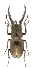 Lucanus hermani