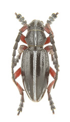 Pedestredorcadion pedestre