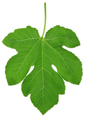 Fig leaf with clipping path