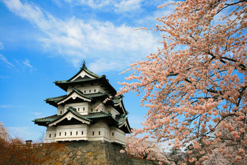 Fototapeta premium Japanese Castle in Spring with Cherry Blossoms