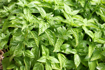 basilic