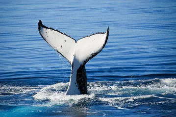 Fotobehang Humpback Whale in Australia © Noradoa