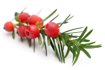 Eibe (Taxus baccata)  auf weißem Hintergrund