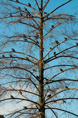 Group of pidgeons perching on a tree without leaves