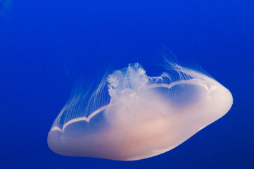 jellyfish