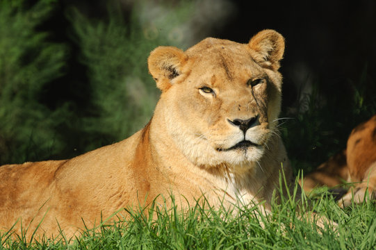 Lioness resting