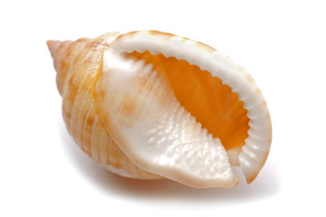 Sea shell - Conchiglia di mare