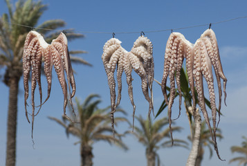 Zum Trocknen aufgehängter Tintenfisch