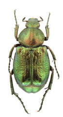 Gnorimus nobilis