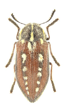 Neojulodis picta