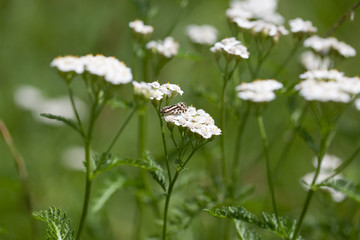 Schafgarbe (Achillea millefolium) in der Wiese