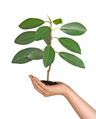 sprout in palm as a symbol of nature protection