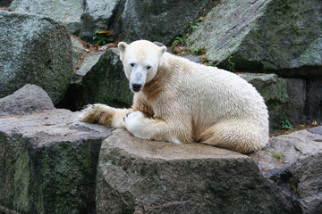 Polarbear at the Berlin Zoo