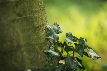Ivy covered tree trunk
