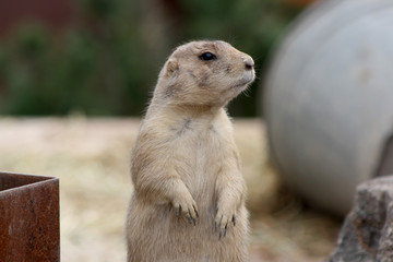 Präriehund ganz steiff