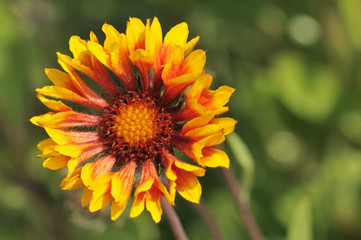 Closeup from cockade flowers