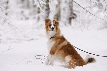 Fototapeta premium Hund im eingschneiten Wald