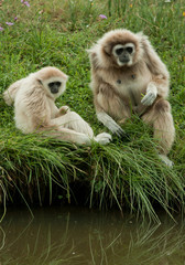 Gibbons au bord de l'eau