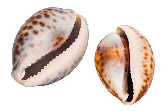 Cowrie Shells Images – Browse 5,521 Stock Photos, Vectors, and Video