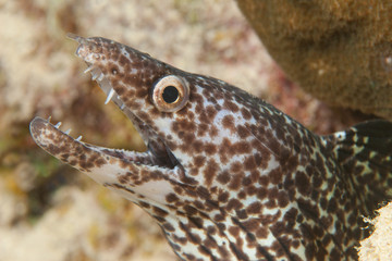 Obraz na płótnie Canvas Spotted Moray (Gymnothorax moringa) - Bonaire