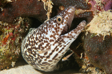 Spotted Moray (Gymnothorax moringa) - Bonaire