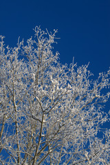 Eisbaum im Winter
