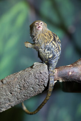 close-up portrait of a very tiny and very cute pygmy marmoset