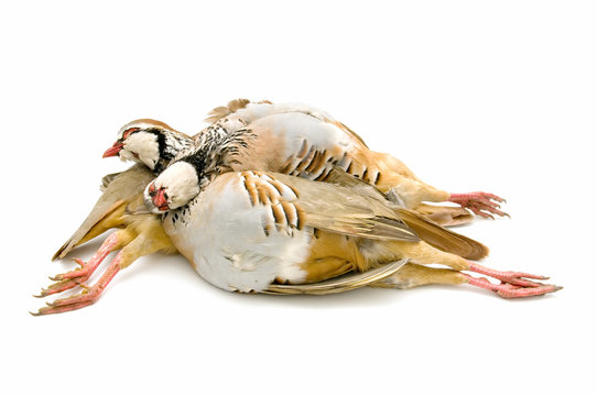 partridges