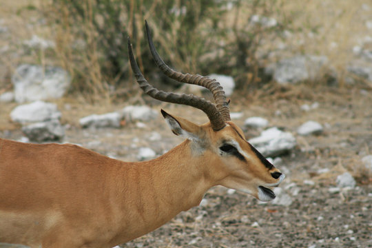 Fototapeta Antilope
